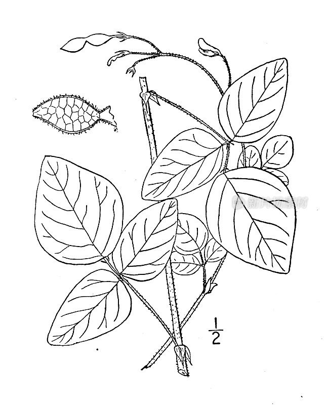 古植物学植物插图:Meibomia ochroleuca，奶油花三叶草
